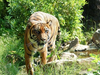 Šta mislite, kolika je populacija tigrova u Africi?