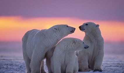 Čerčil, glavni grad polarnih medveda