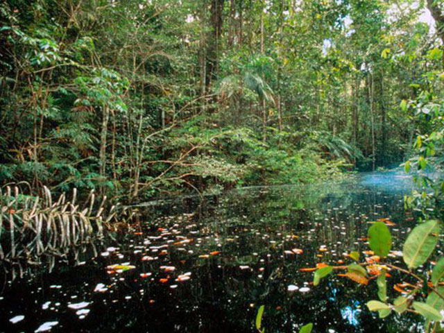 Nacionalni park Žau, zavirite u srce prašume