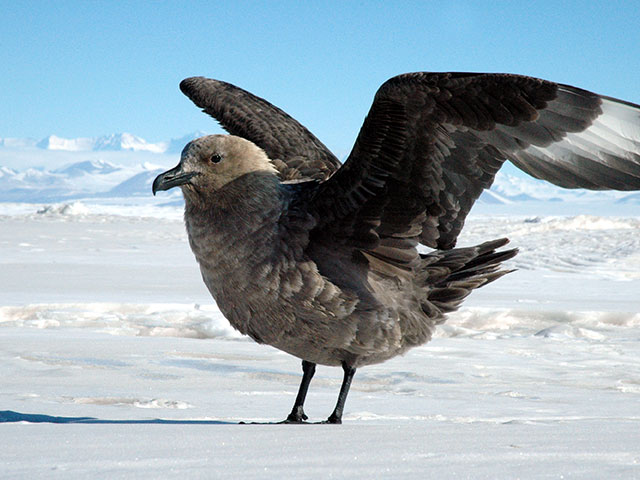 Oni hrabro odolevaju surovoj hladnoći, flora i fauna Antarktika