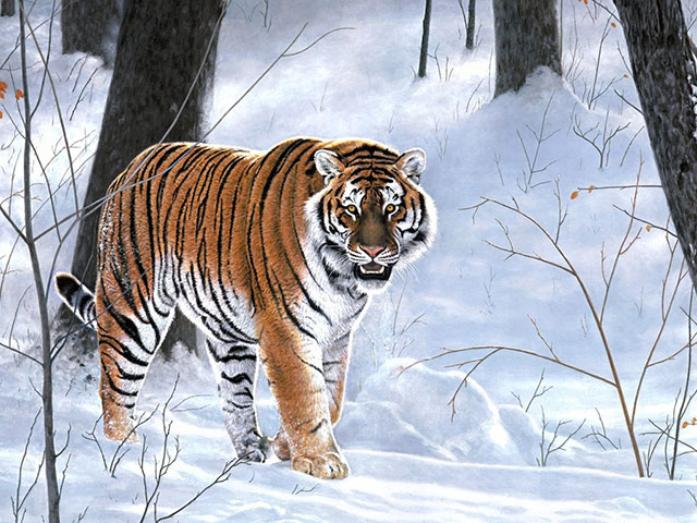 Tajge, moćne šume koje su dom sibirskom tigru i neobičnom narodu Neneti