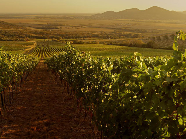 Tokajsko vinogorje, vinogradarski raj Mađarske