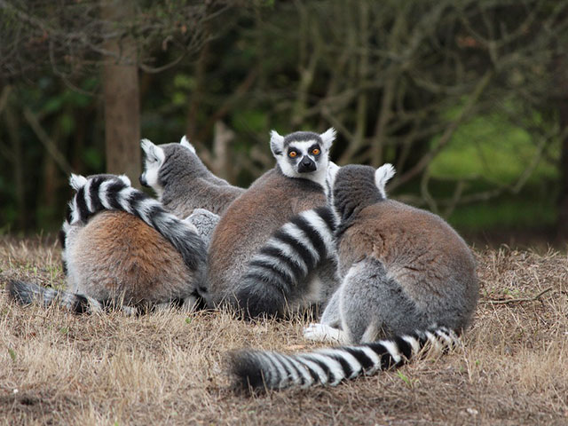 Totalno drugačiji od drugih, životinjski svet Madagaskara