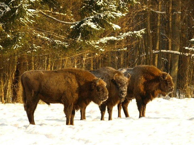 Upoznajte prastaru šumu u srcu Evrope kojom vladaju bizoni