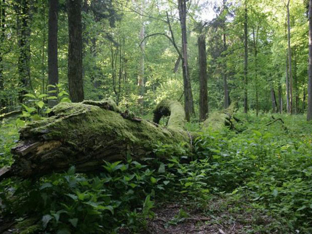 Upoznajte prastaru šumu u srcu Evrope kojom vladaju bizoni
