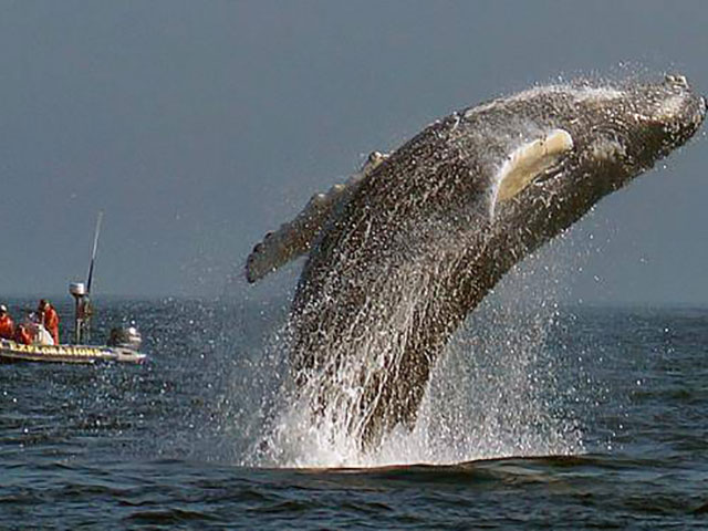 Zaliv Fandi, dom poslednjih pravih kitova i najvećeg plimskog talasa