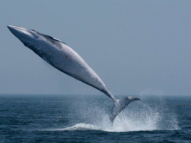 Zaliv Fandi, dom poslednjih pravih kitova i najvećeg plimskog talasa
