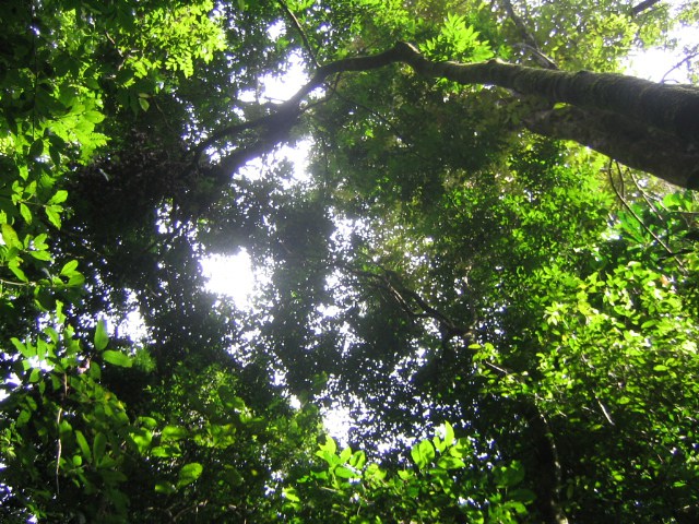 Znate li koliko je vremena potrebno kišnim kapima da se probiju kroz prašumu do tla?