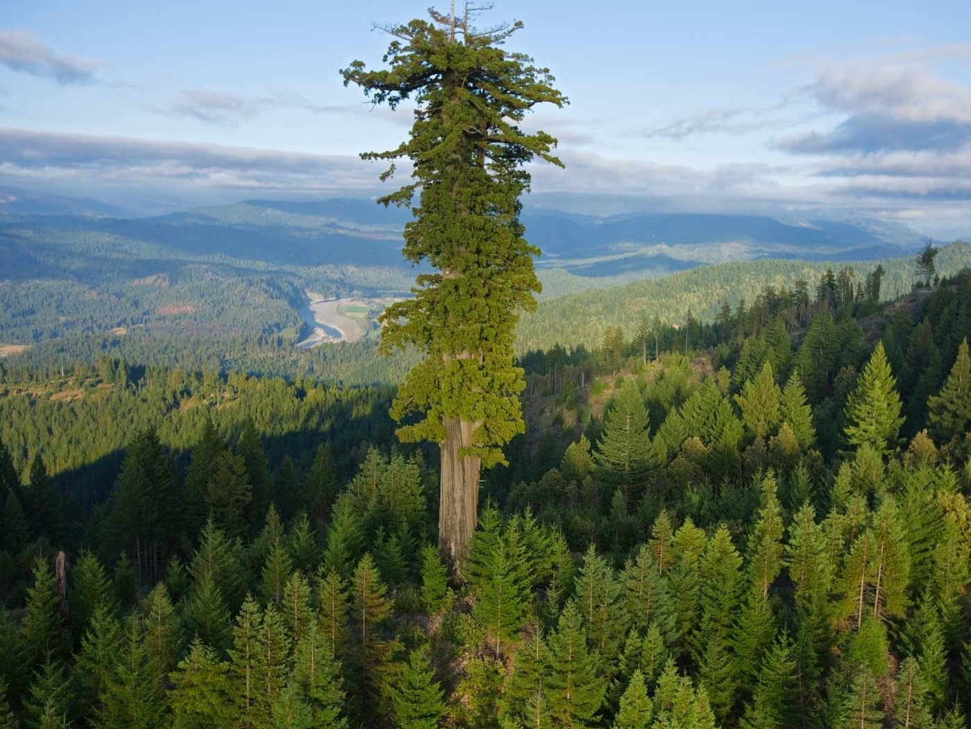 Da li znate koliko je visoko najviše drvo naše planete?