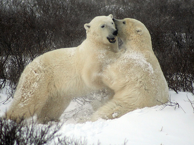 Čerčil, glavni grad polarnih medveda