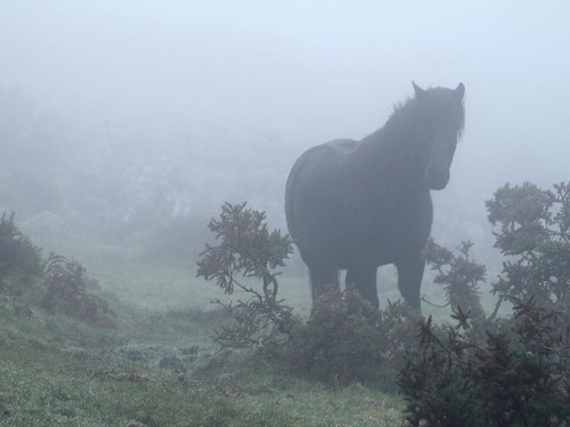 Dartmur, lepota sakrivena u magli
