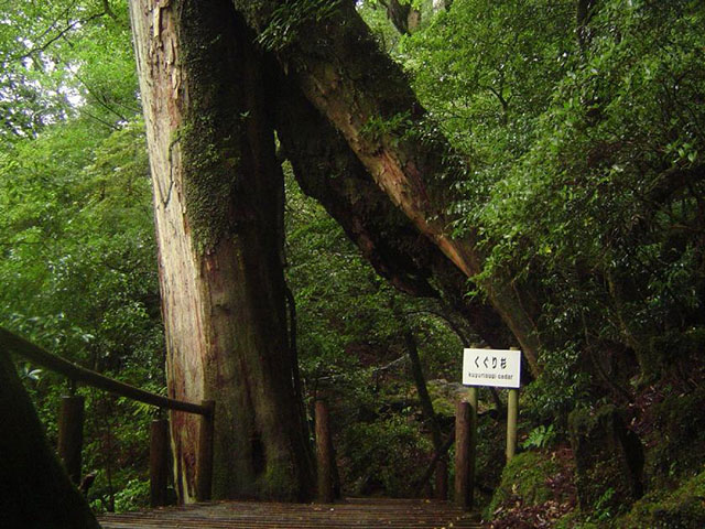 Jakušima, ekološki raj u Japanu