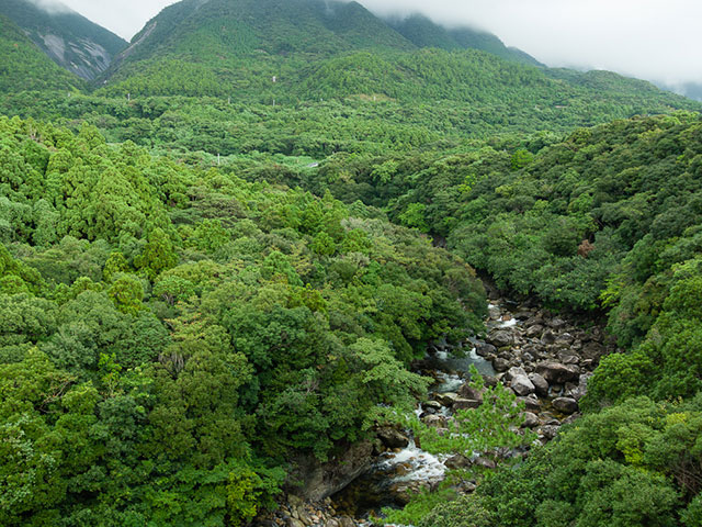 Jakušima, ekološki raj u Japanu