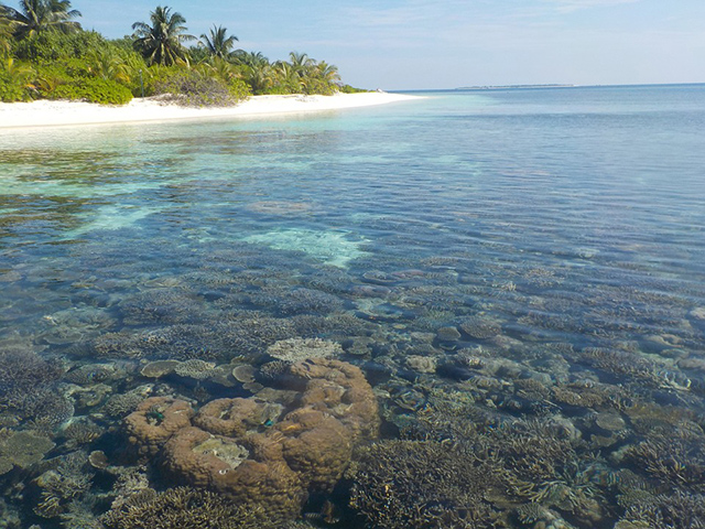 Koralna ostrva, ukrasi mora