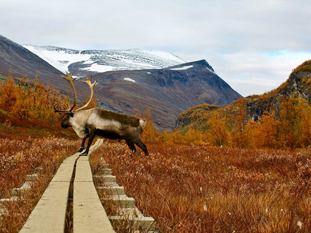 Laponija, dom Deda Mraza, irvasa i drevnog naroda Sami