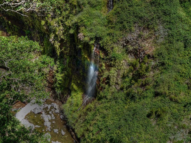 Madeira, dom drevne lovorove šume