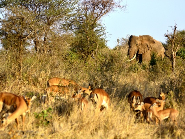 Nacionalni rezervat Amboseli, najlepše od Afrike