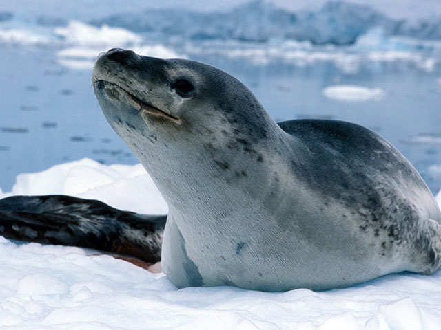 Oni hrabro odolevaju surovoj hladnoći, flora i fauna Antarktika