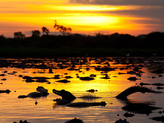 Pantanal, divljina Južne Amerike