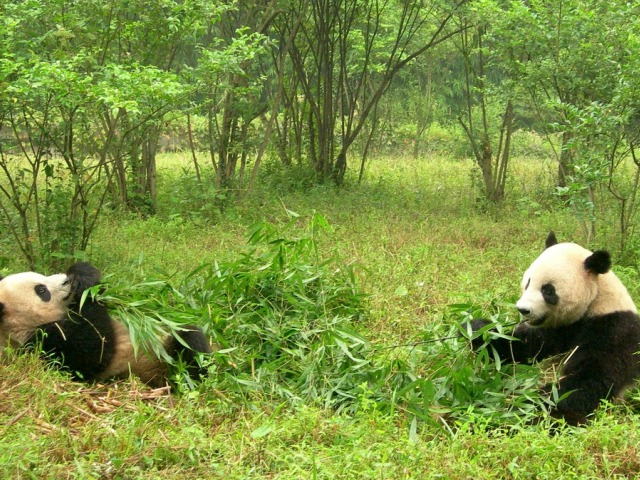 Rezervat Volung, oaza spasa za džinovske pande