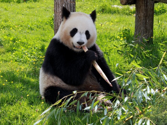 Rezervat Volung, oaza spasa za džinovske pande