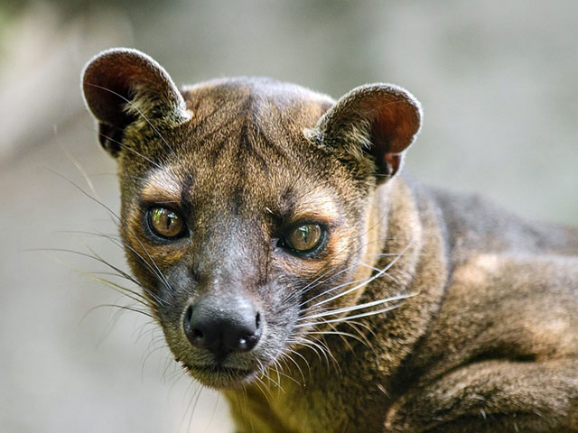 Totalno drugačiji od drugih, životinjski svet Madagaskara