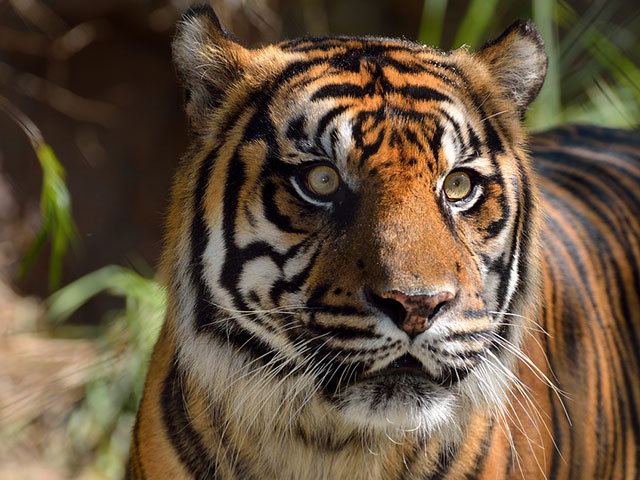 Upoznajte najveću deltu sveta, kraljevstvo bengalskog tigra