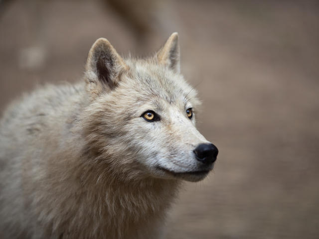 Da li znate kako vukovi oblikuju ekosistem u kome žive?
