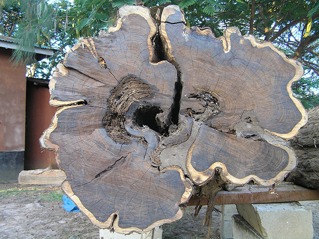 Da li ste čuli za "mpingo", najskuplje drvo na svetu?